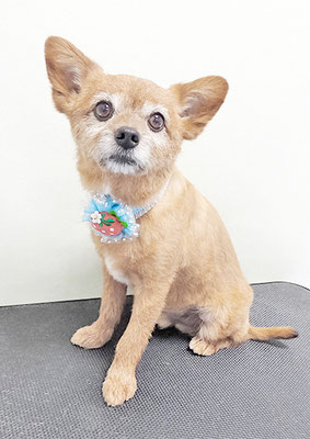 助村ルウちゃん