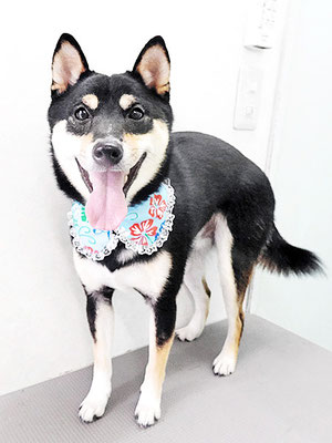 平野れんちゃん