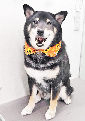 貴島ぼたんちゃん