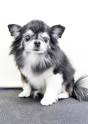 八木クロちゃん