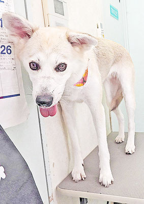 冨永リリーちゃん