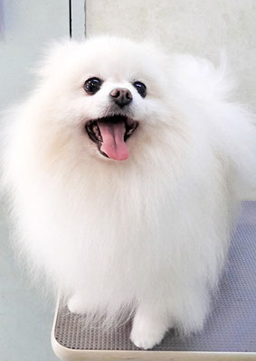 森崎ピュアちゃん