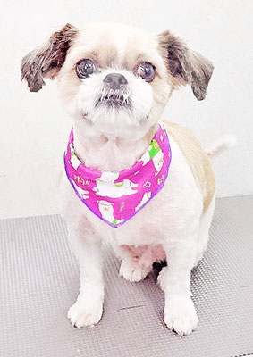 宮元ジブちゃん