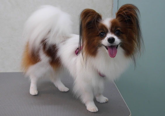 七枝ジャスミンちゃん