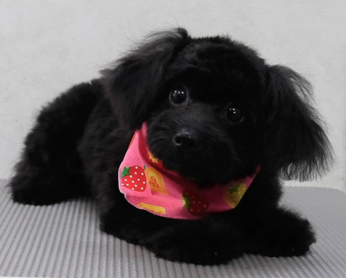 菅原クーちゃん