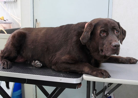 田代チャコちゃん