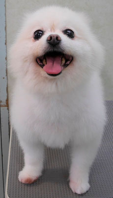 千葉チビちゃん