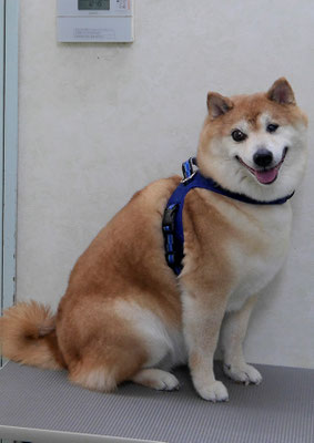 竹崎クウちゃん