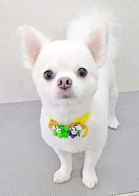 金子コロンちゃん