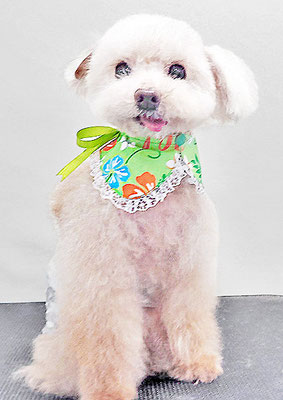 田淵コマロちゃん