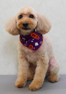 清藤チョコちゃん