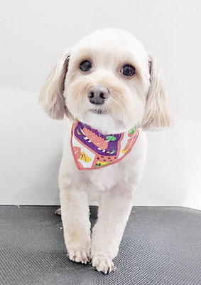 前原クッキーちゃん