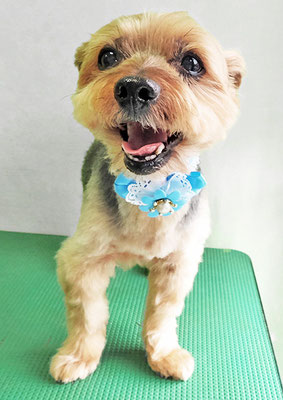 中野ルパンちゃん