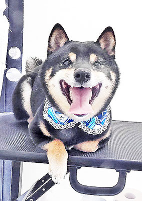 中野めらんちゃん