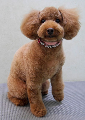 木村プリンちゃん