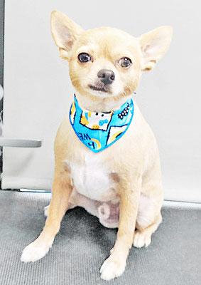 池田リブちゃん