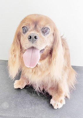 橋口ルビーちゃん