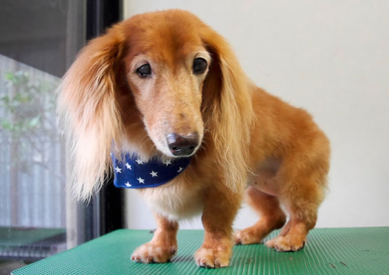 宮元マロンちゃん