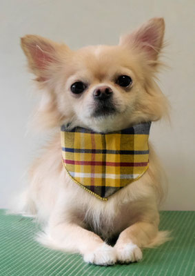 島田ペロちゃん