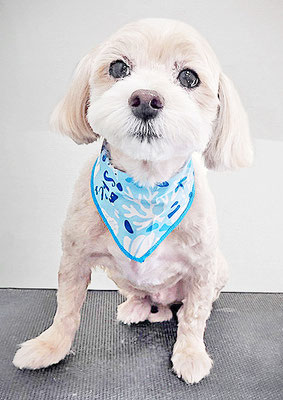 中村ももたろうちゃん