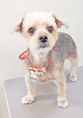 本村チョコちゃん