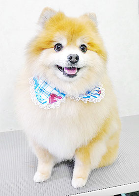 神村ポン太ちゃん