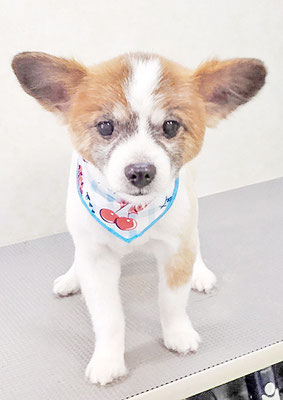 靜ウーフちゃん
