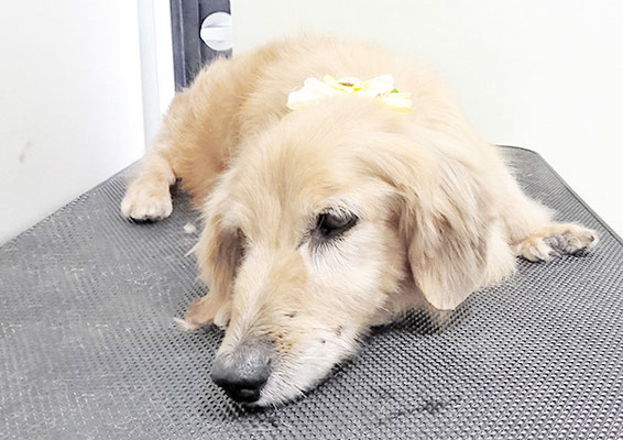 湯田ハヤテちゃん