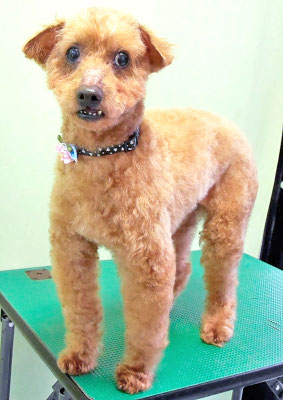 前田ソルファちゃん