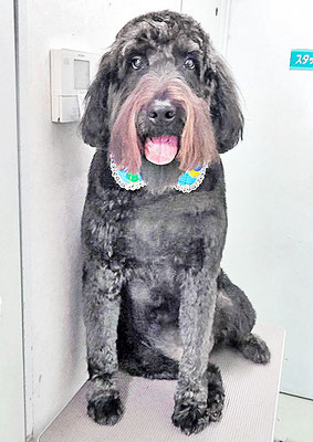 田代ロッティちゃん