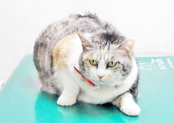 下島みーちゃん