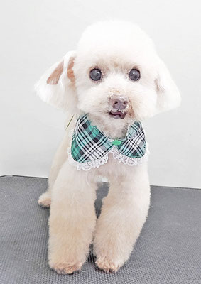 田淵コマロちゃん