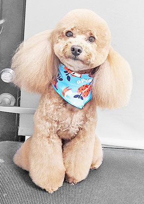 佐多ぶいちゃん