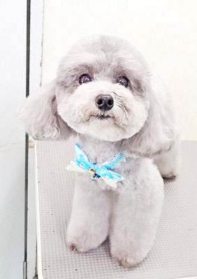 田中ロビンちゃん