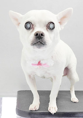 新山ランちゃん