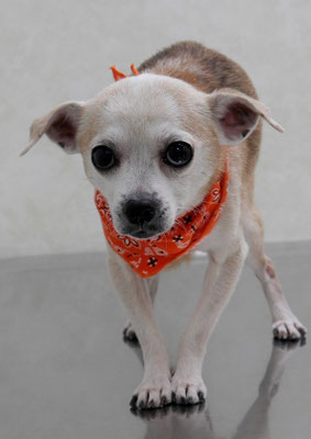 恒松チャチャちゃん