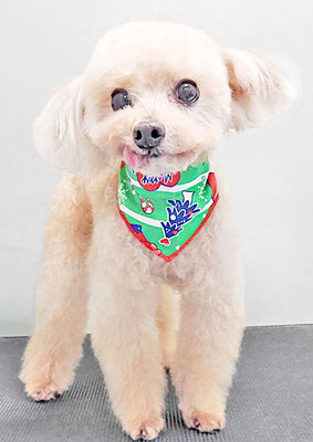 野口ティガちゃん