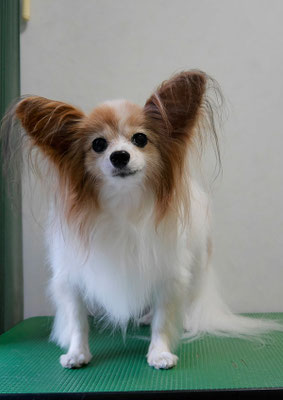 児島ヴィヴィアンちゃん