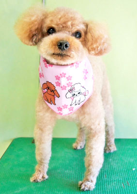 中村シェリーちゃん