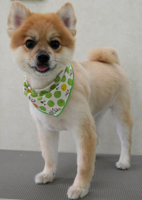 草野マロンちゃん