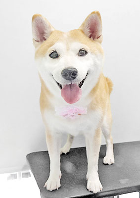 弓削モモちゃん