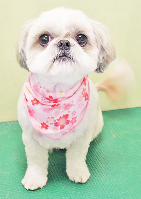 東野モコちゃん