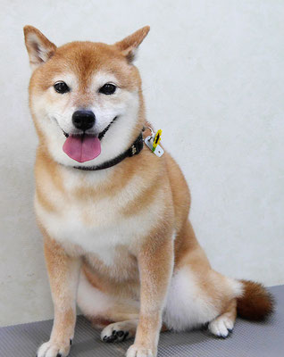 藤井リンちゃん