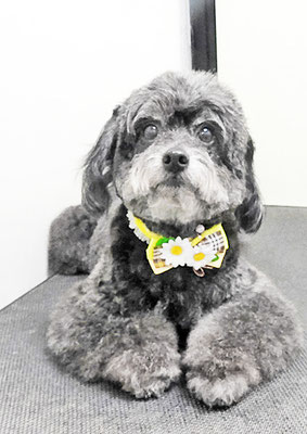 菅原クーちゃん