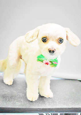 前原バニラちゃん