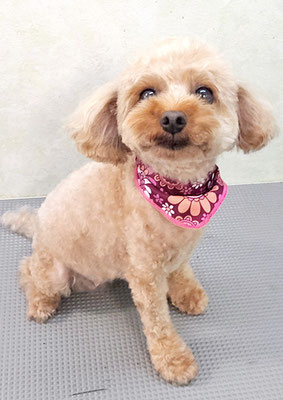 猿川リルちゃん