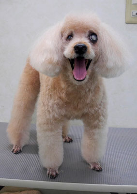 佐藤ナルトちゃん