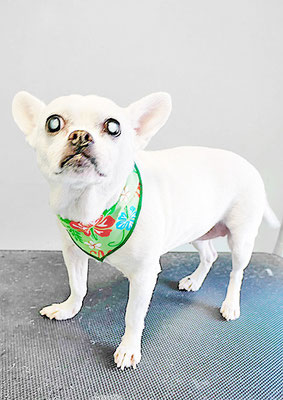 新山ランちゃん