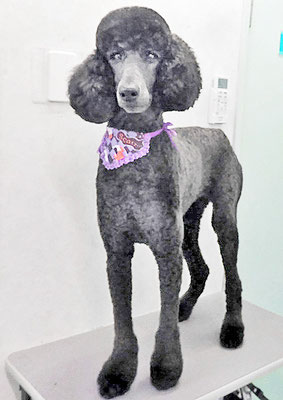 中野小豆ちゃん