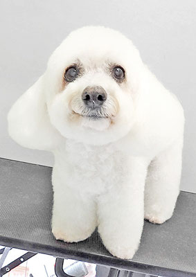 吉本ラピスちゃん